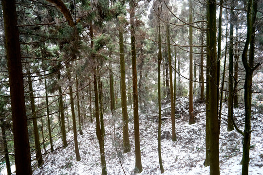 雪松冰挂