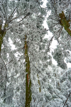 雪松冰挂