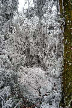 雾松雪景