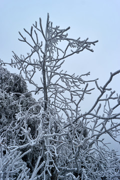 雪松冰挂