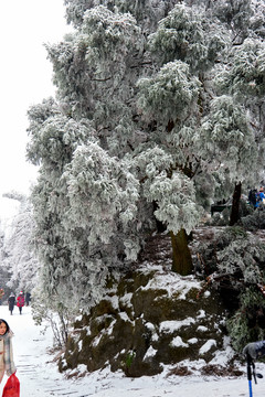 初雪