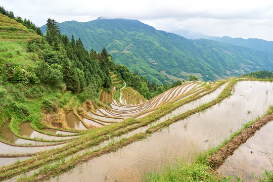 水稻文化