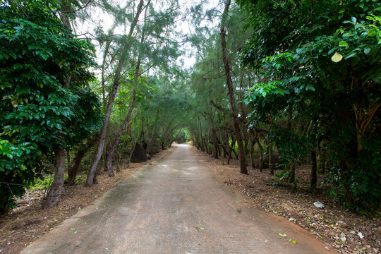 湛江市徐闻县龙泉森林公园道路