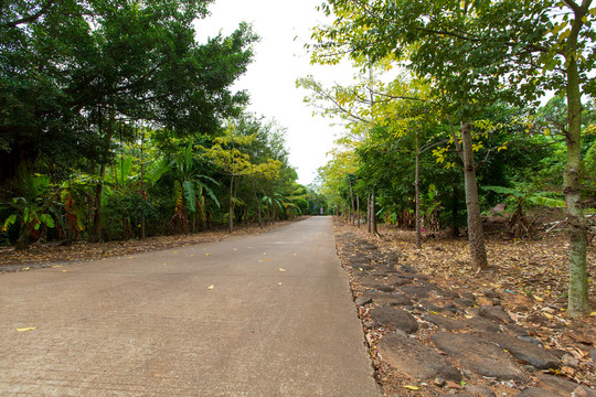 湛江市徐闻县龙泉森林公园道路