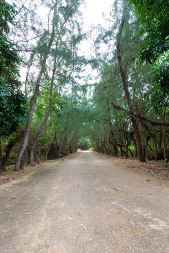 湛江市徐闻县龙泉森林公园道路