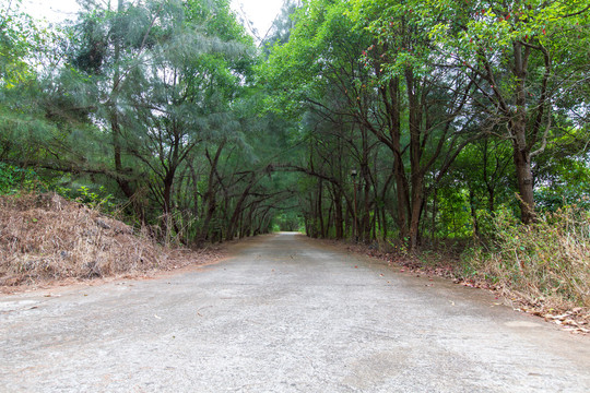 湛江市徐闻县龙泉森林公园道路