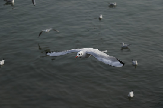 海鸥