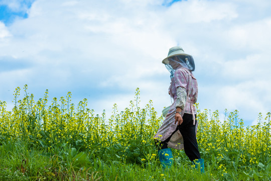 油菜花女人