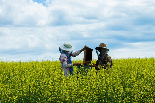 夏季油菜花田蜂农