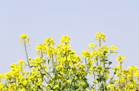 春天油菜花