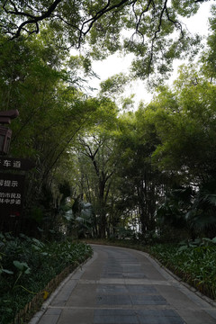 公园树林小路