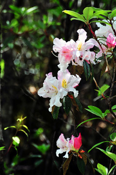 凤庆杜鹃花