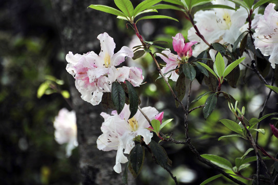 凤庆杜鹃花