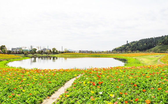 余杭径山花海