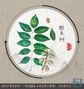 中草药植物百科酸枣树