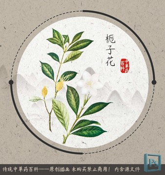 中草药植物百科栀子花