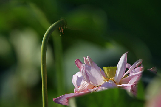 莲花