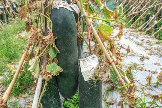 海南热带水果瓜菜农业种植基地