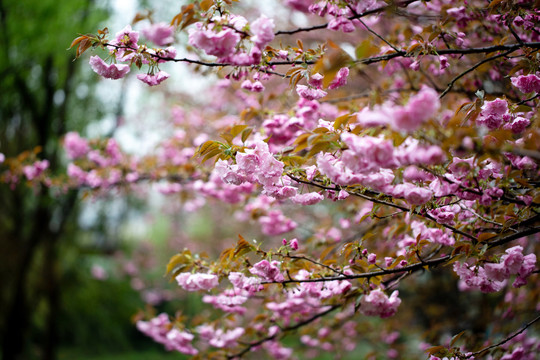 花满枝头