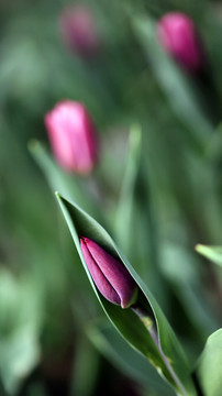 郁金香花苞