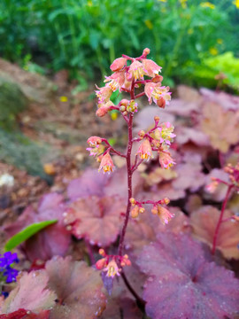 红花矾根