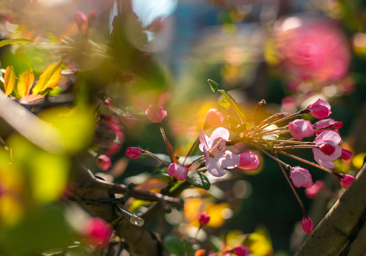 春天的花