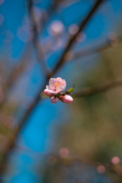 春天的花