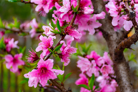 满树桃花