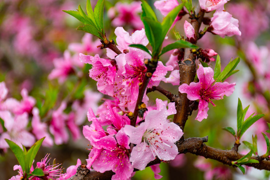 满树桃花