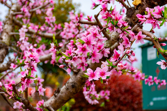 满树桃花