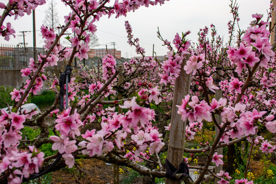 满树桃花