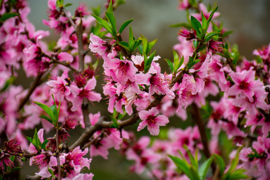 满树桃花