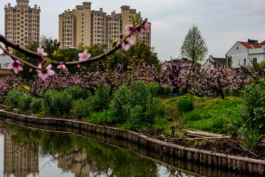 满树桃花