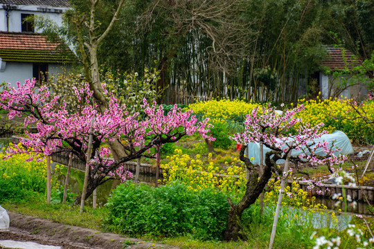 满树桃花