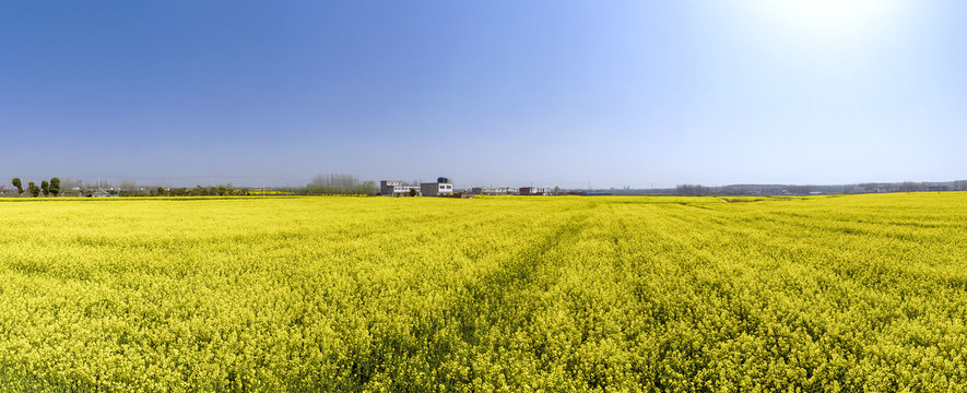 俯瞰油菜花海宽幅大图