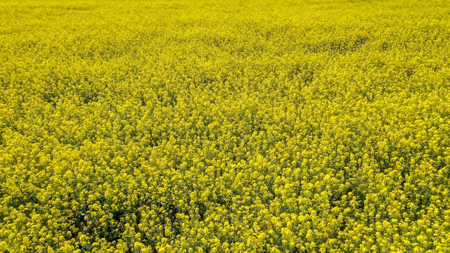 油菜花海