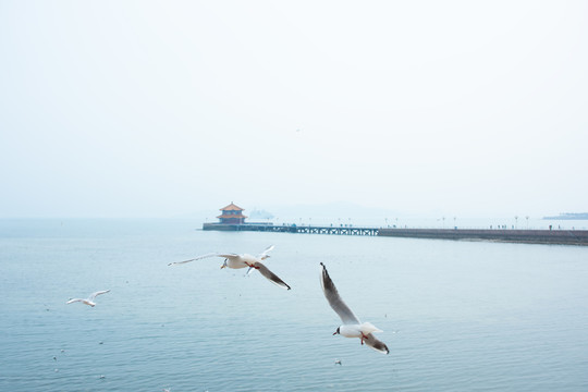 青岛栈桥海鸥