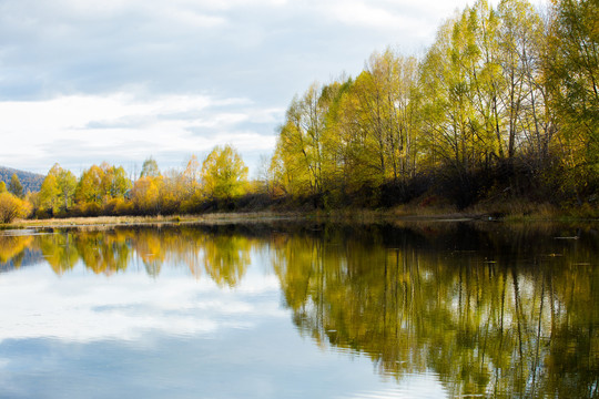 秋季河边柳树