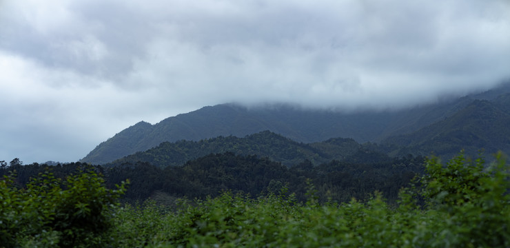 烟雨的信宜三华李李子山岭