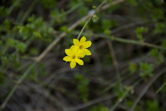 迎春花