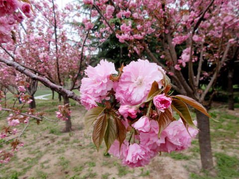 樱花