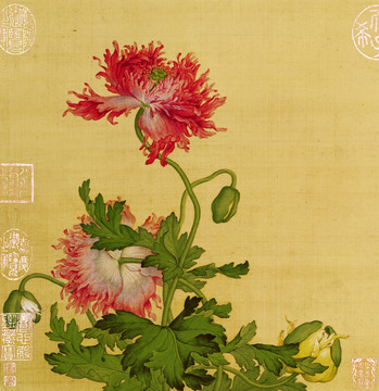 郎世寧菊花圖