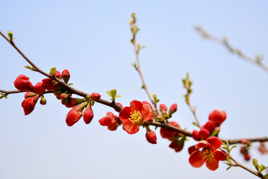 一枝桃花