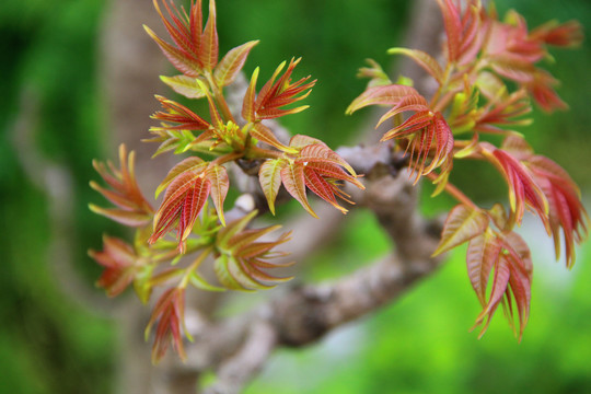 香椿嫩芽