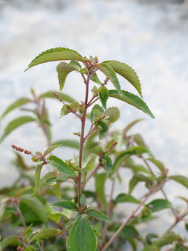 大戟科植物铁苋菜