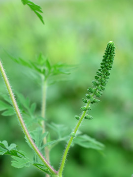 菊科植物豚草