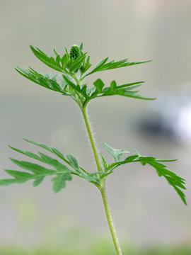 菊科植物豚草