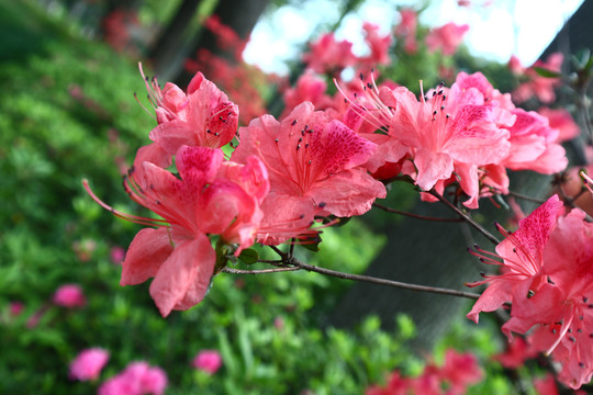 春天的花朵