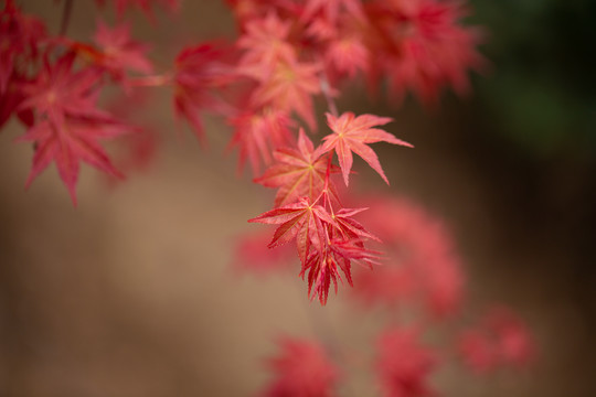 枫叶红叶背景