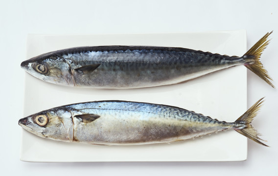 鲅魚